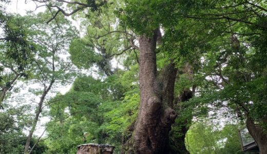 【熱海】2023年行くべきパワースポット！不老長寿の象徴・大楠を見に来宮神社へ参拝する大人デート。