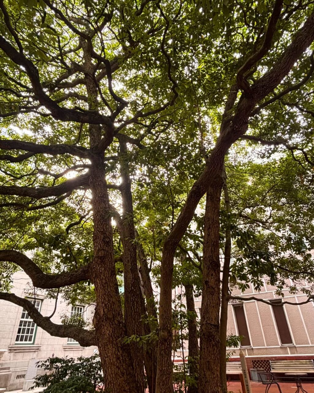 中庭にある玉楠の木