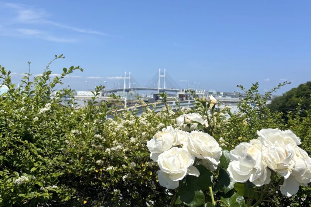 バラとベイブリッジ