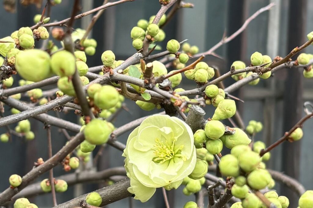 木瓜の花