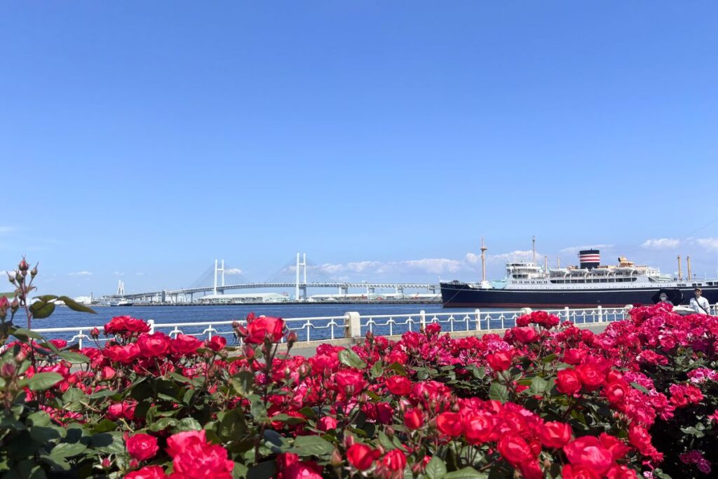 山下公園のバラと氷川丸